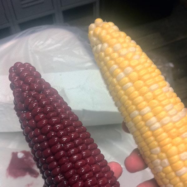 SquarePegToys® Cob-a-Squat Corn Dildo
