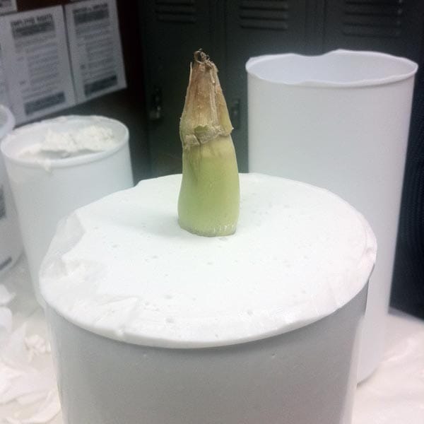 SquarePegToys® Cob-a-Squat Corn Dildo